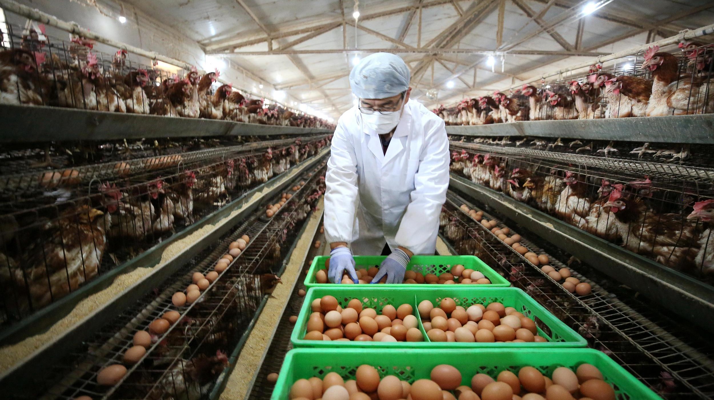 青岛大牧人上市前夜，突遭实名举报