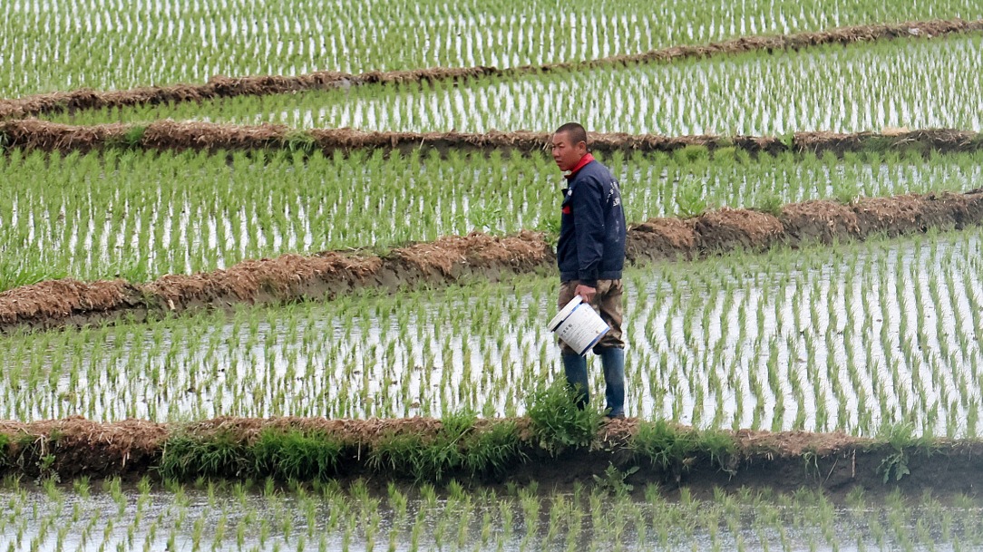 陷入“大米绝产”风波的五常稻农