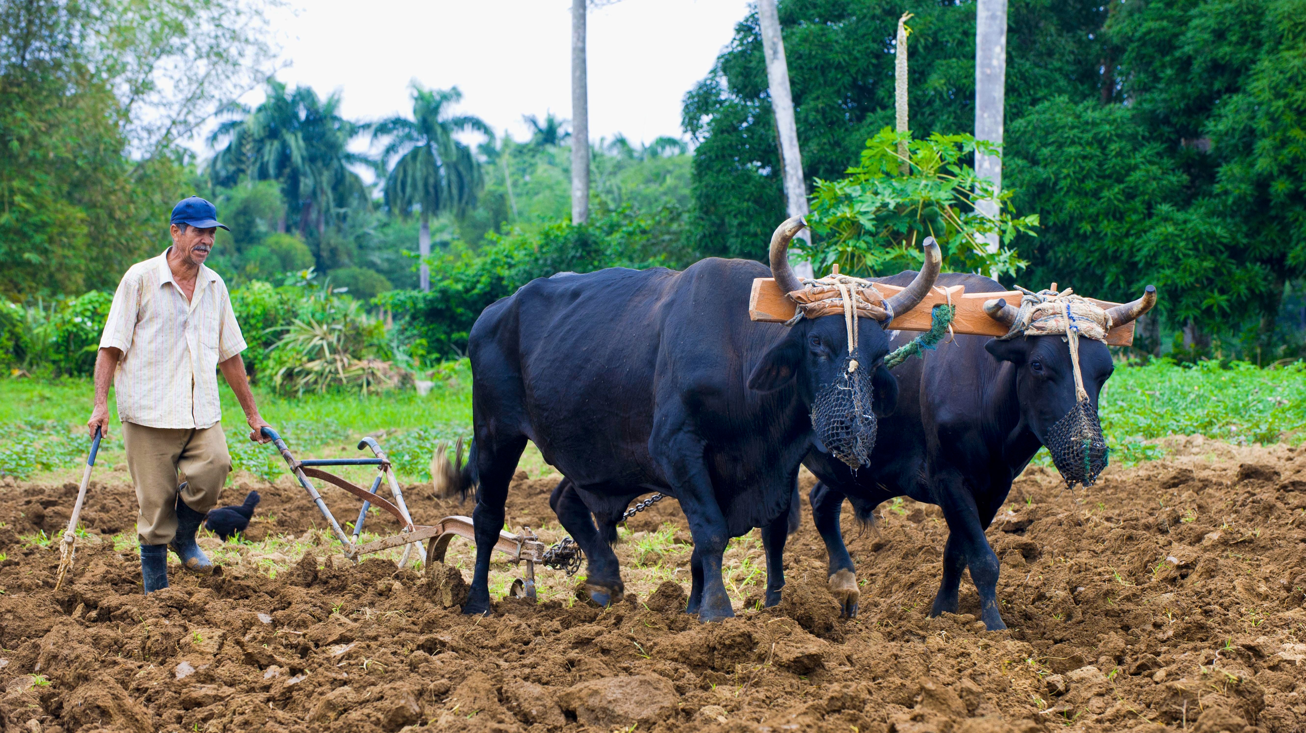 读了英国人研究牛马的博士论文，我恨不能马上回去种地