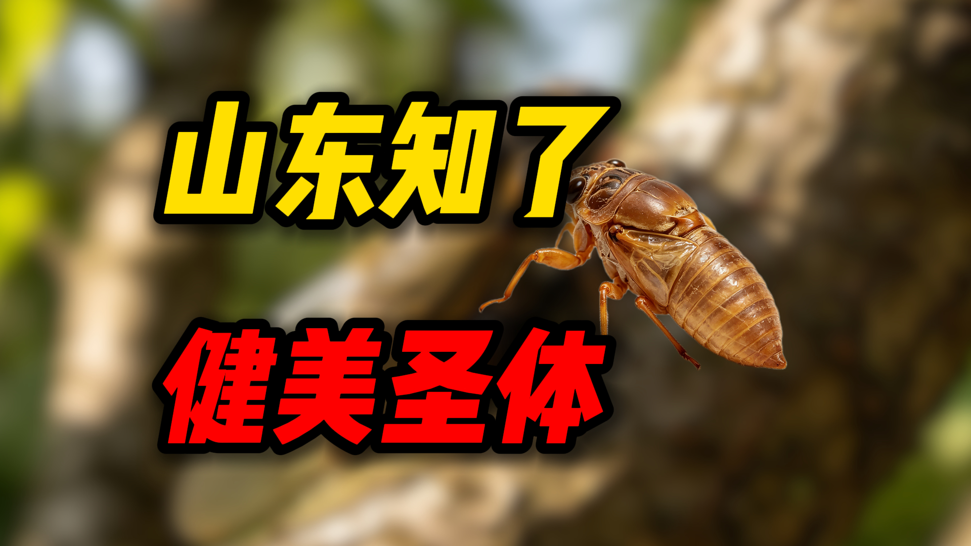 山东人怎么总跟知了较劲？